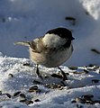 Willow tit