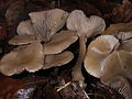 ! Clitocybe brumalis !