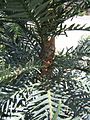 Wollemi Pine