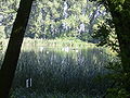 Sonnenbadende Schwäne auf dem Cösitzer Teich