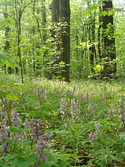 Голосіївський ліс19.jpg