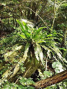 Asplenium nidus, one of the bird's-nest ferns Tai Wan Shan Su Hua Tai Wan Chao Jue  - Peng Lai Xi Zi Ran Sheng Tai Yuan Qu Asplenium nidus 20220827222839 01.jpg