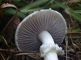 Witte stropharia