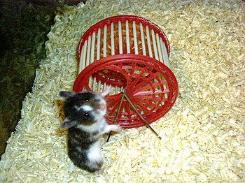 English: A hamster and a hamster wheel
