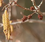 Hängen och kottar på en al (Alnus glutinosa) på våren