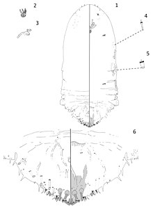 Andaspis brevicornuta