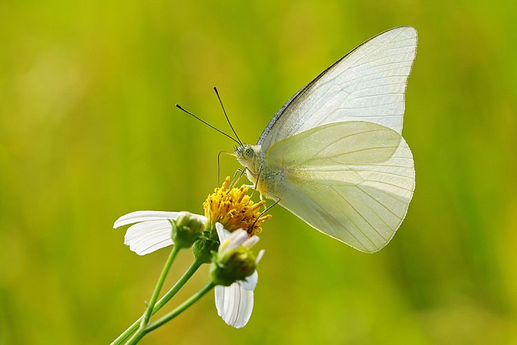 Самец бабочки-белянки Appias albina