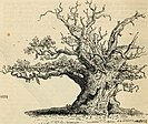 An 1844 drawing of the oak