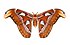 Attacus atlas qtl1 whitened background.jpg