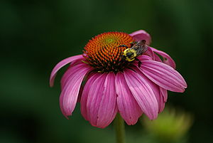 A bee pollinating an unidentified species of p...