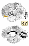 Brodmann Cytoarchitectonics 47.png