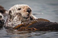 California Sea Otter.jpg
