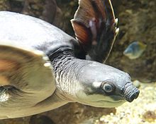 A beakless turtle with a snout shaped like that of a pigs