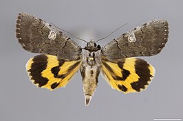 Catocala agitatrix