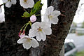 Cherry blossoms in the spring