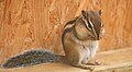 Eastern chipmunk