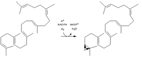 Cholesterol-Synthesis-Reaction11.png