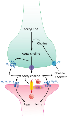 The cholinergic synapse. Targets in synapses can be modulated with pharmacological agents. In this case, cholinergics (such as muscarine) and anticholinergics (such as atropine) target receptors; transporter inhibitors (such as hemicholinium) target membrane transport proteins and anticholinesterases (such as sarin) target enzymes. Cholinergic synapse.svg