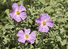 Zistrosen (Pink rock-rose)