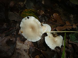 Clitocybe candicans 195547.jpg