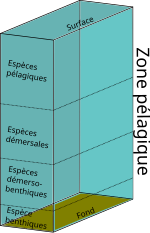 Vignette pour Benthos