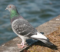 Columba livia