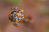 Convergent Lady Beetles near waterfall trail. Lady Bugs gather in the mountain valleys when they enter their overwintering diapause stage.