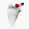 Left scapula. Coracoid process shown in red.