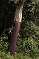 Image 8Recently stripped cork oak (Quercus suber) (from Tree)