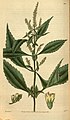 Elsholtzia blanda – botanická ilustrace