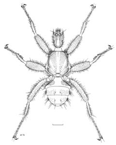 Description de l'image DIPT Mystacinobiidae Mystacinobia zelandica m.png.