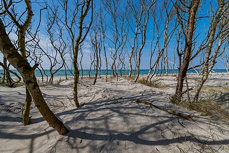 4. Platz: Strand im Nationalpark Vorpommersche Boddenlandschaft Foto: T meltzer