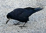 Miniatura per Corvus (gènere)