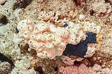 "Crella cyathophora" in the Red Sea