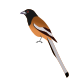 Rufous Treepie