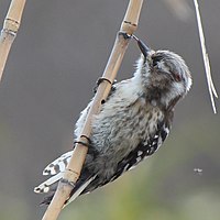 穴に長い舌を差し入れて昆虫を捕食するコゲラ