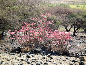 Group of plants growing in scrubland, Tanzania