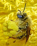 Abelha cubèrta de grans de pollen