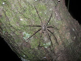 Dolomedes albineus