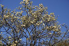 Dombeya rotundifolia-bark.jpg