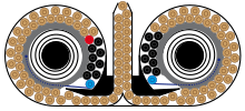 Double drum magazine filled with 100 rounds