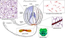 Ctenophore neural systems. Fcell-10-1071961-g001.jpg