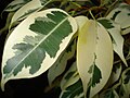 Пъстролистен фикус бенджамин (Ficus benjamina variegated)