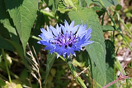 Cornflower