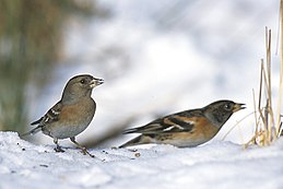 Šiaurinis kikilis (Fringilla montifringilla)