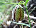 Fritillaria involucrata