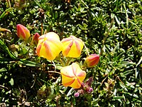 Gentianella hirculus con flores