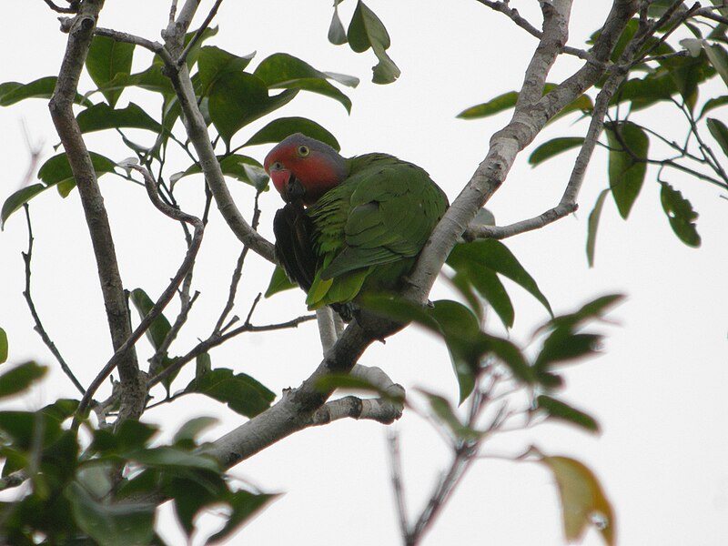 800px-Geoffroyus_geoffroyi_-Papua_New_Guinea-6.jpg