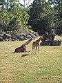 Giraffes in Expedition Africa