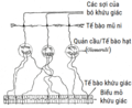 Hình xem trước của phiên bản lúc 11:56, ngày 31 tháng 1 năm 2021